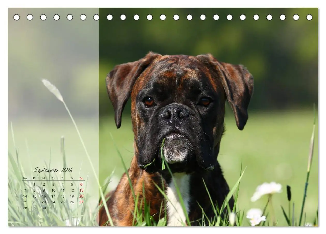 Bild: 9783516202823 | Deutscher Boxer 2026 (Tischkalender 2026 DIN A5 quer), CALVENDO...