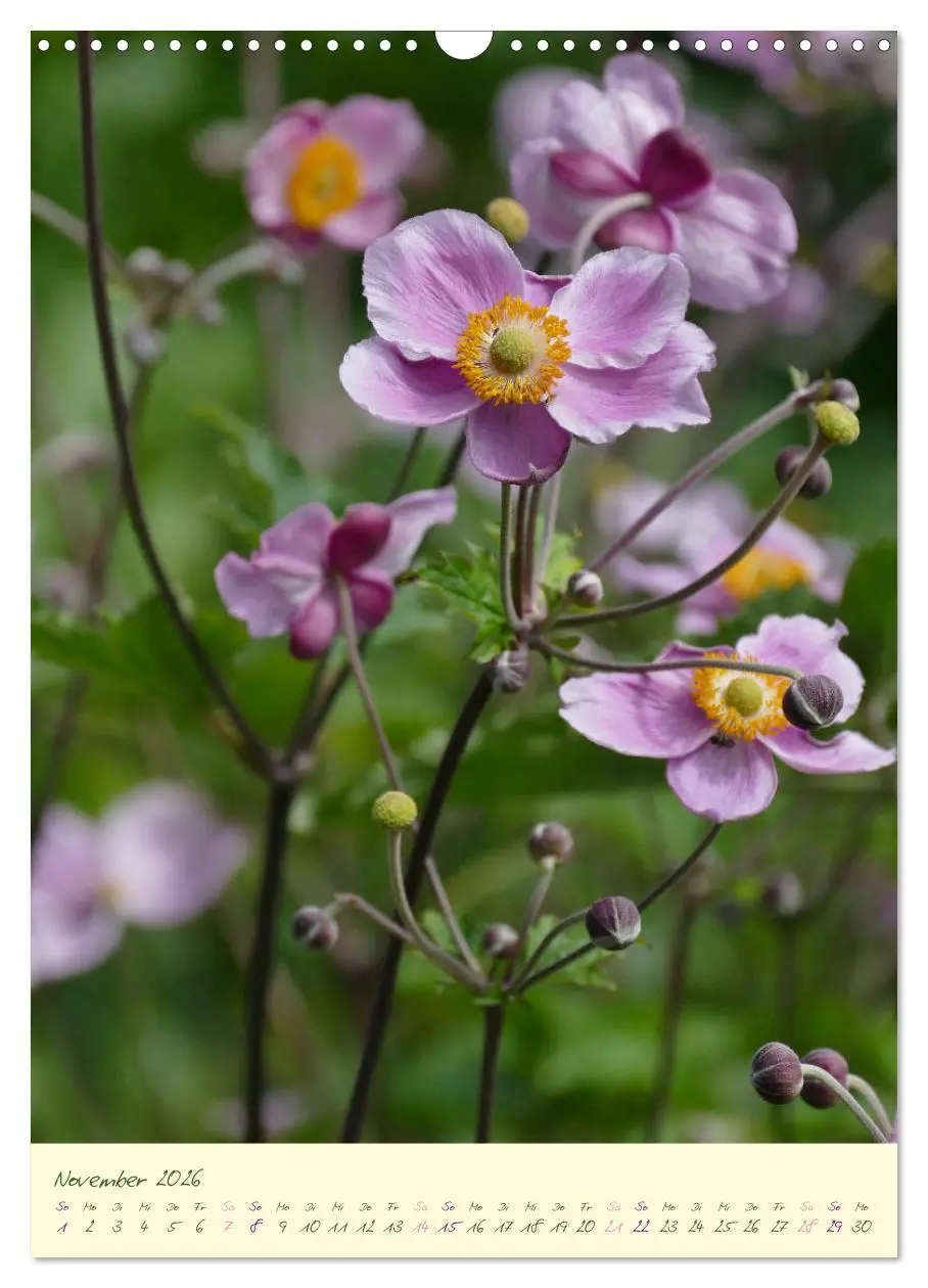 Bild: 9783516372823 | Blütenzauber im Garten (Wandkalender 2026 DIN A3 hoch), CALVENDO...