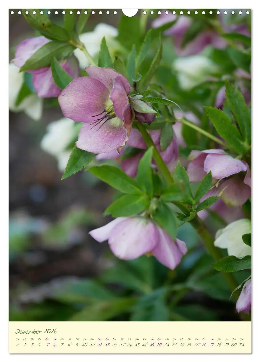 Bild: 9783516372823 | Blütenzauber im Garten (Wandkalender 2026 DIN A3 hoch), CALVENDO...