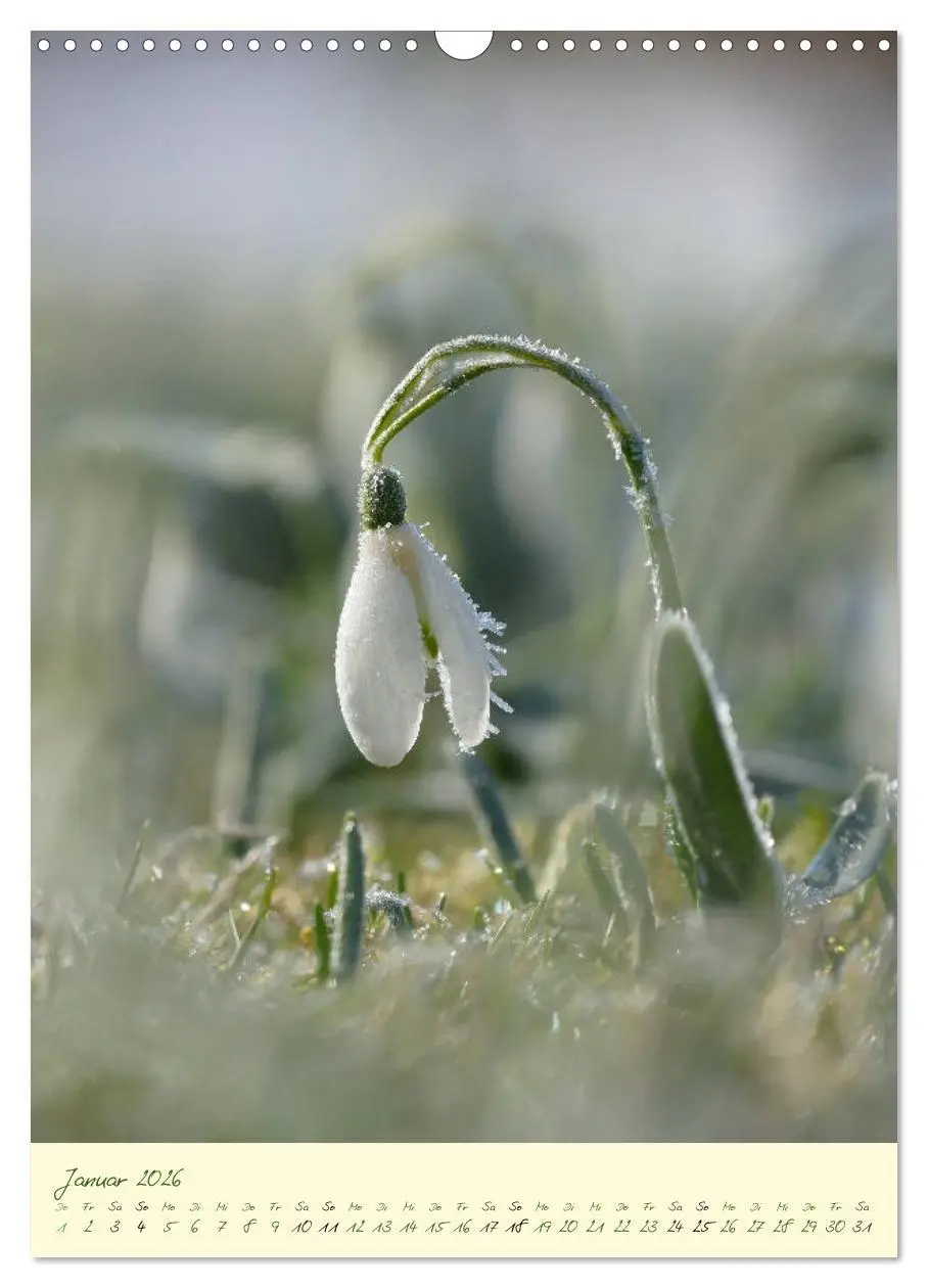 Bild: 9783516372823 | Blütenzauber im Garten (Wandkalender 2026 DIN A3 hoch), CALVENDO...