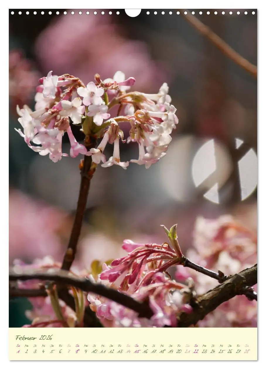Bild: 9783516372823 | Blütenzauber im Garten (Wandkalender 2026 DIN A3 hoch), CALVENDO...