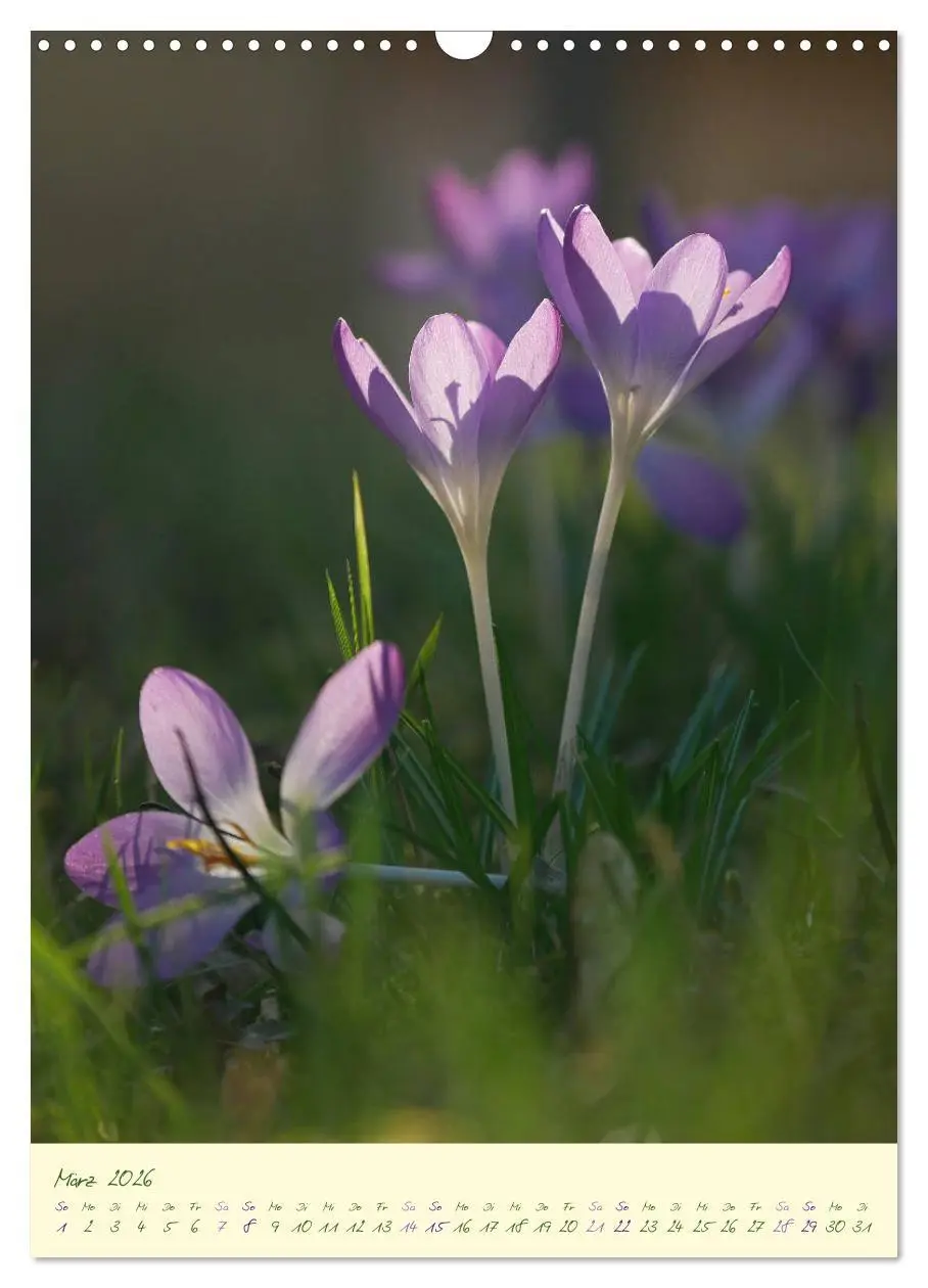 Bild: 9783516372823 | Blütenzauber im Garten (Wandkalender 2026 DIN A3 hoch), CALVENDO...