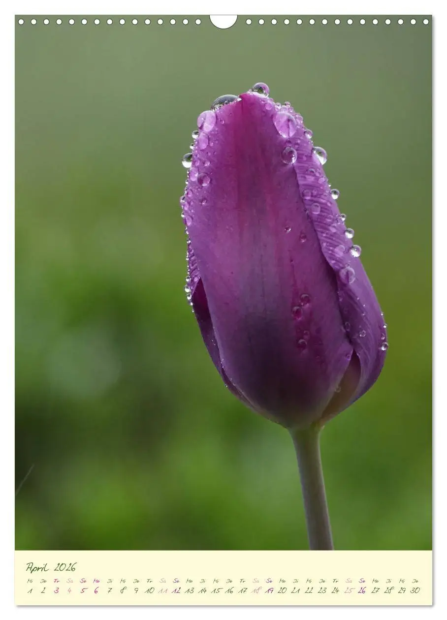 Bild: 9783516372823 | Blütenzauber im Garten (Wandkalender 2026 DIN A3 hoch), CALVENDO...