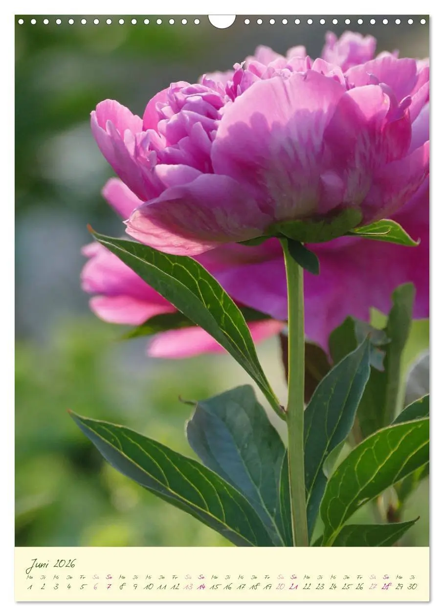 Bild: 9783516372823 | Blütenzauber im Garten (Wandkalender 2026 DIN A3 hoch), CALVENDO...