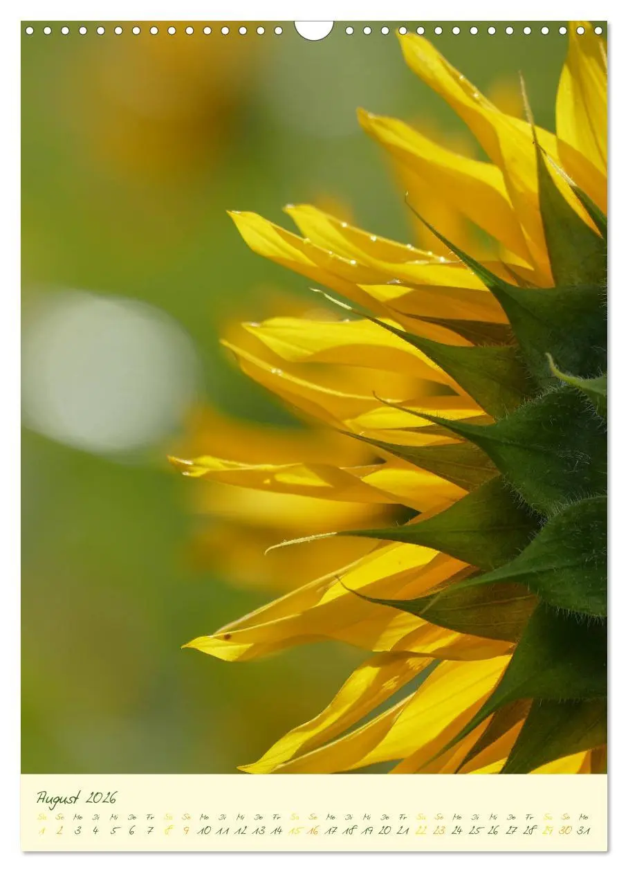Bild: 9783516372823 | Blütenzauber im Garten (Wandkalender 2026 DIN A3 hoch), CALVENDO...