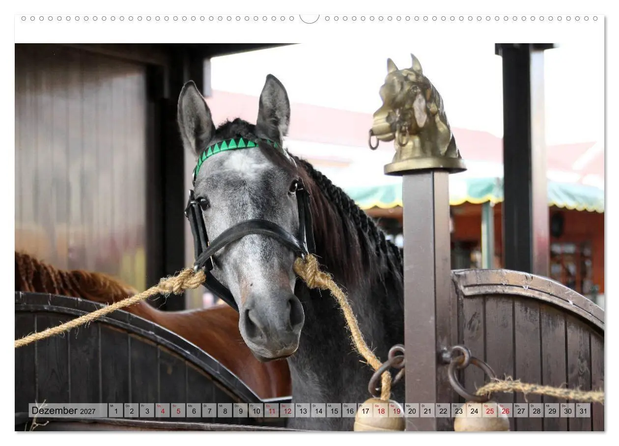 Bild: 9783569842823 | Portugal - Pferdefestival von Golegã (hochwertiger Premium...