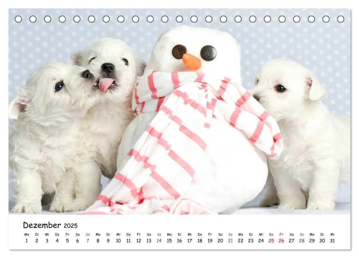 Bild: 9783435322923 | Baby Pfoten (Tischkalender 2025 DIN A5 quer), CALVENDO Monatskalender