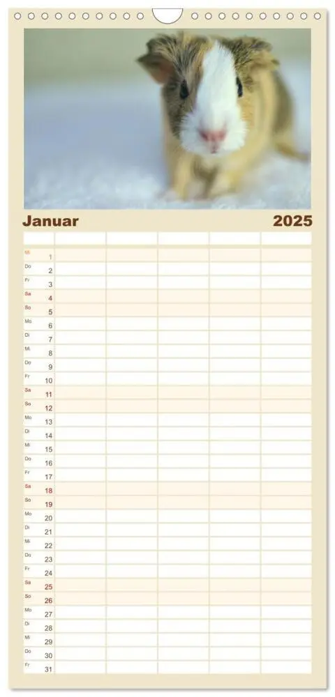 Bild: 9783457102923 | Familienplaner 2025 - Familienplaner BABY Meerschweinchen Traumhaft...