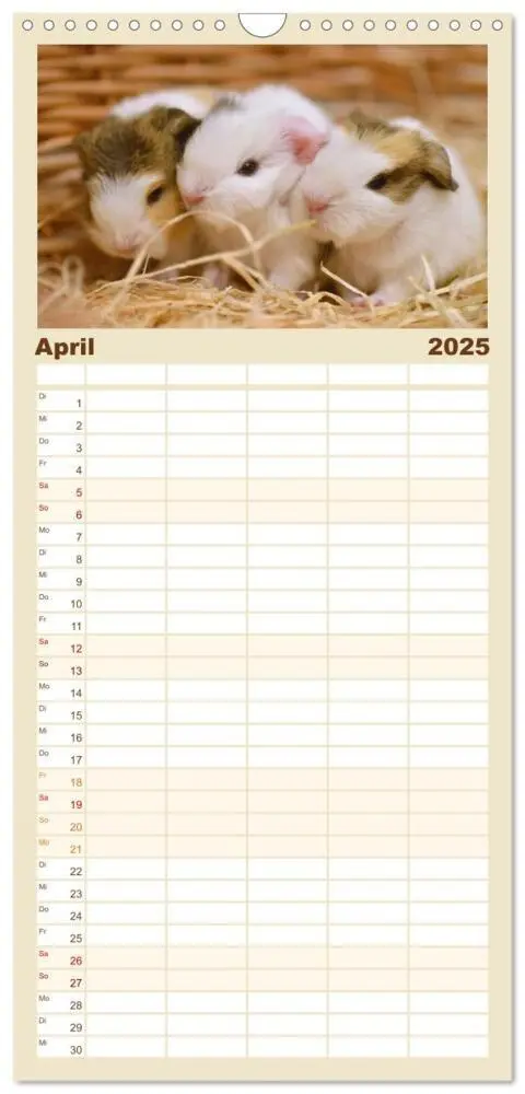 Bild: 9783457102923 | Familienplaner 2025 - Familienplaner BABY Meerschweinchen Traumhaft...