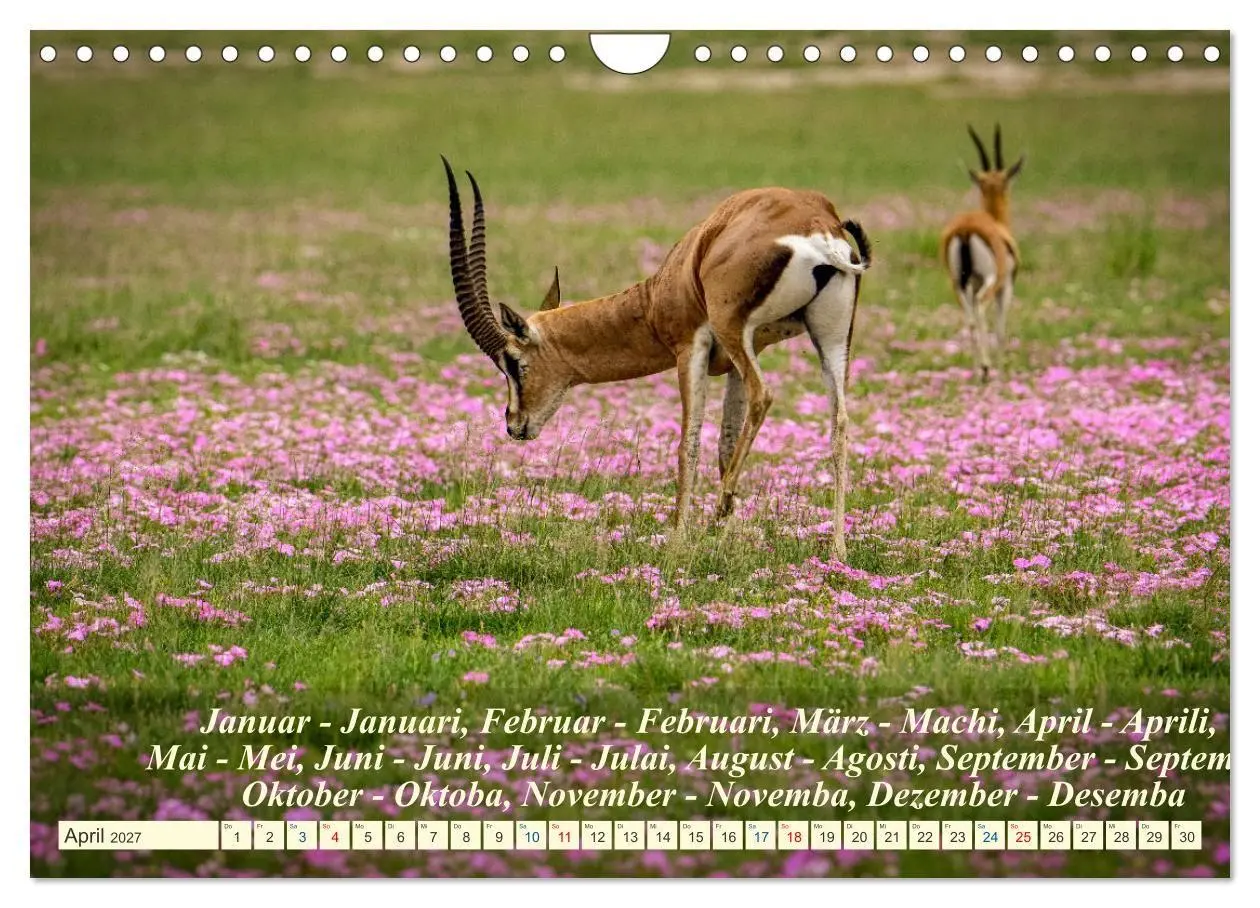 Bild: 9783569522923 | Jambo Kenya (Wandkalender 2027 DIN A4 quer), CALVENDO Monatskalender