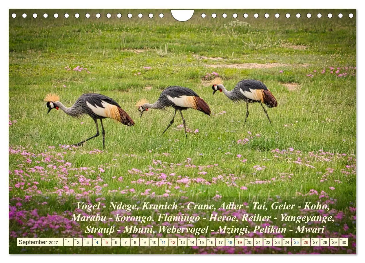 Bild: 9783569522923 | Jambo Kenya (Wandkalender 2027 DIN A4 quer), CALVENDO Monatskalender