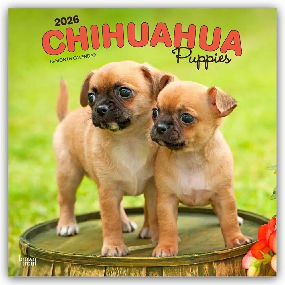 Cover: 9798330702923 | Chihuahua Puppies - Chihuahua Welpen 2026 - 16-Monatskalender | Inc