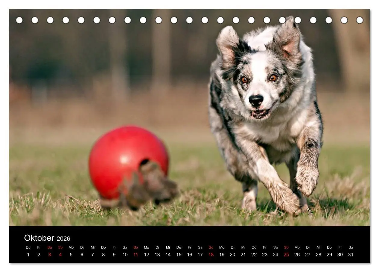 Bild: 9783516173123 | Border Collies (Tischkalender 2026 DIN A5 quer), CALVENDO...
