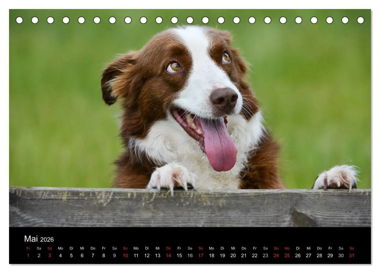 Bild: 9783516173123 | Border Collies (Tischkalender 2026 DIN A5 quer), CALVENDO...