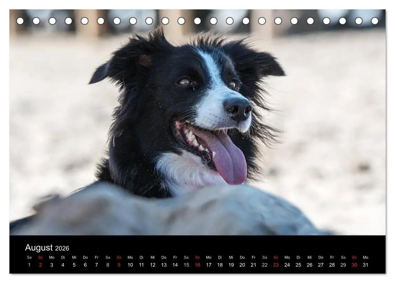 Bild: 9783516173123 | Border Collies (Tischkalender 2026 DIN A5 quer), CALVENDO...