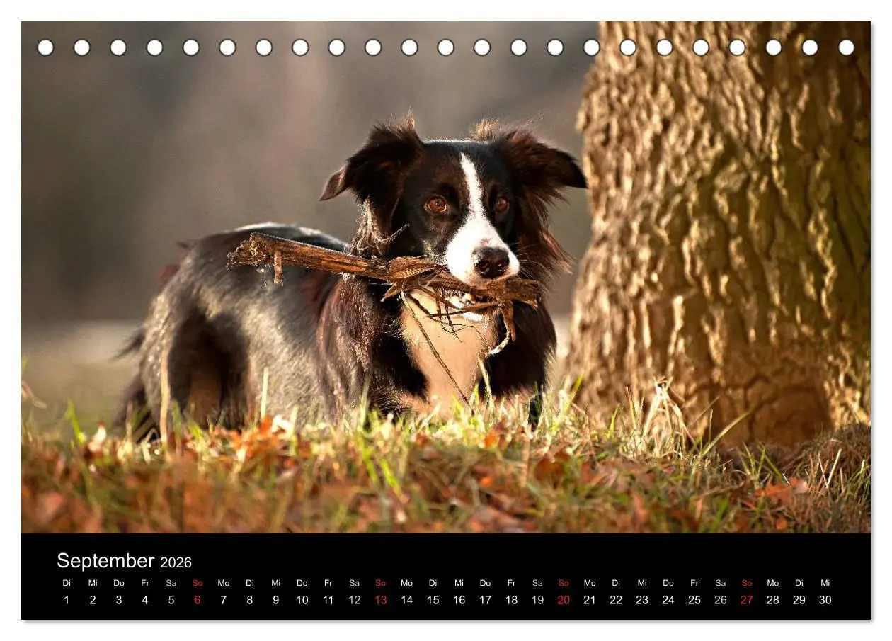 Bild: 9783516173123 | Border Collies (Tischkalender 2026 DIN A5 quer), CALVENDO...