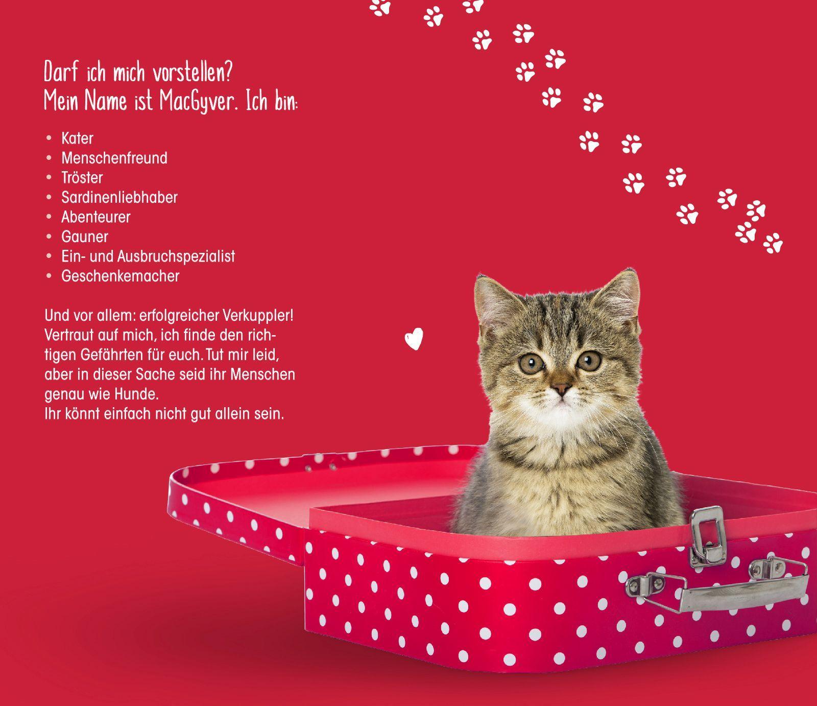 Bild: 9783426523223 | Eine Samtpfote stiehlt Herzen | Ein Katzenroman | Melinda Metz | Buch