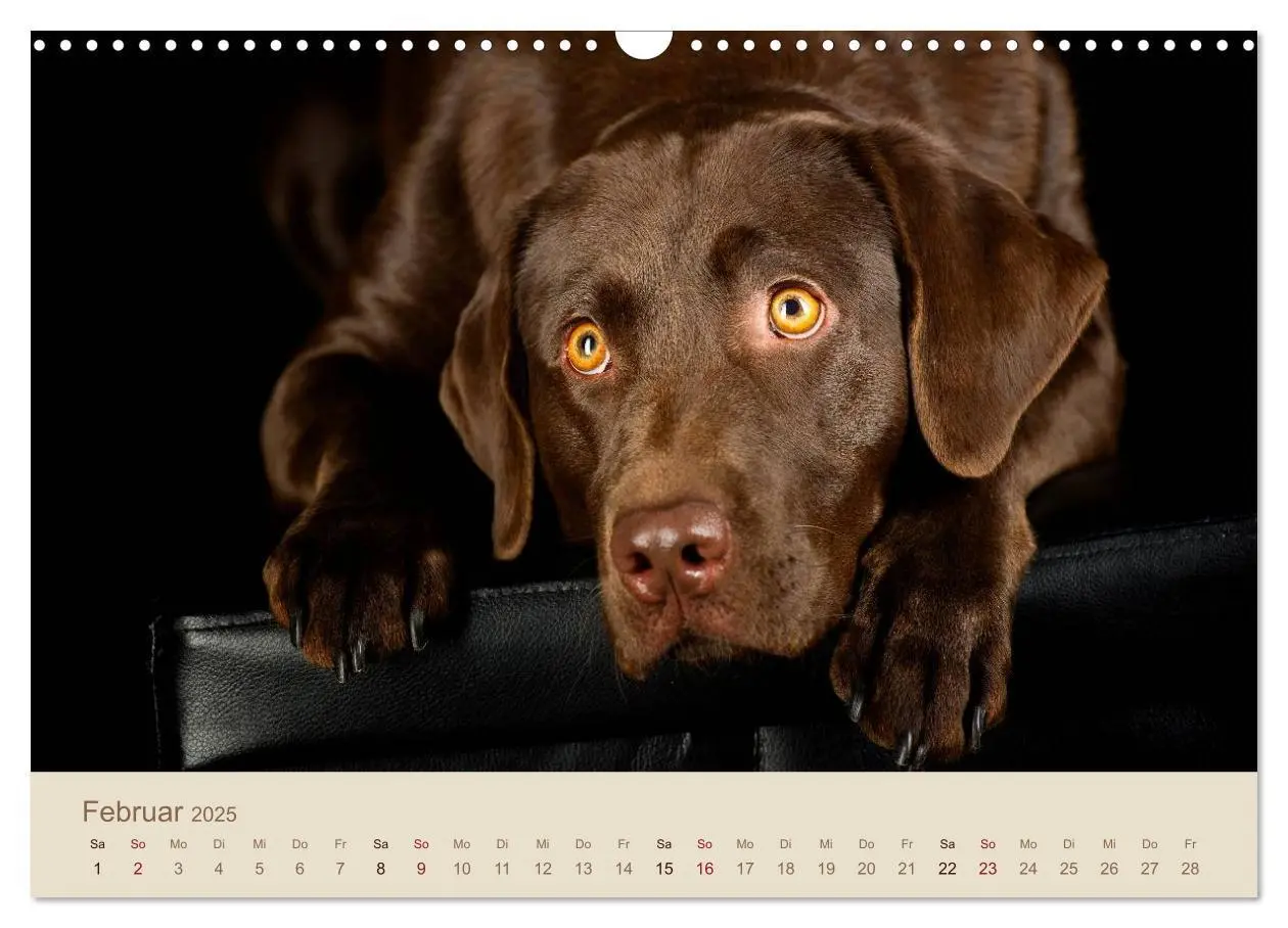 Bild: 9783435743223 | Labrador Retriever (Wandkalender 2025 DIN A3 quer), CALVENDO...