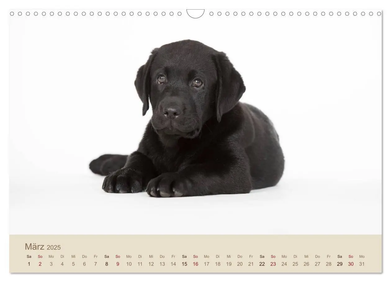 Bild: 9783435743223 | Labrador Retriever (Wandkalender 2025 DIN A3 quer), CALVENDO...