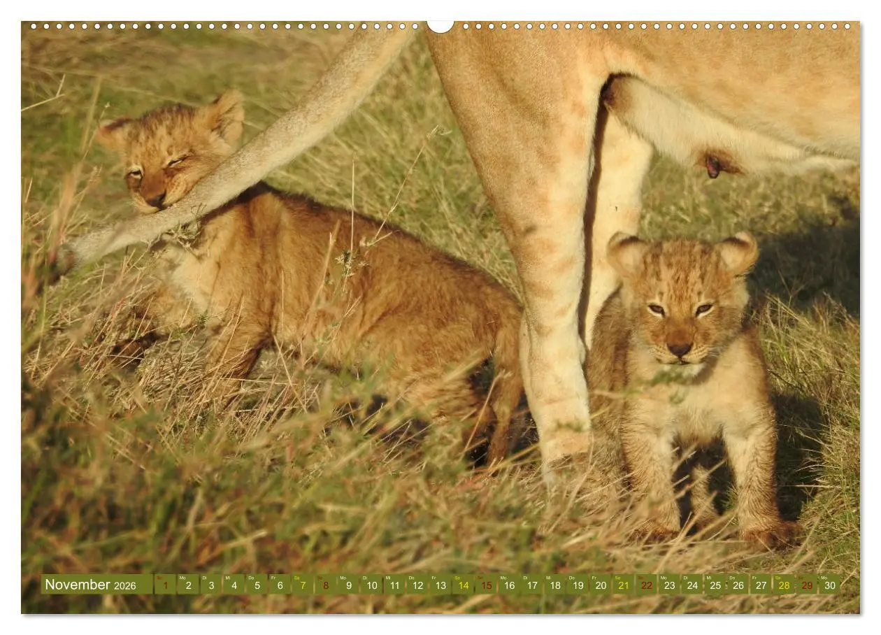 Bild: 9783457383223 | Löwen - gross und klein (hochwertiger Premium Wandkalender 2026 DIN...