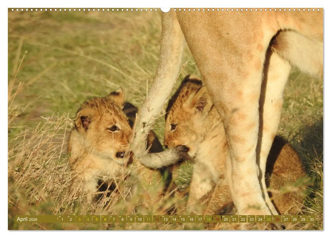 Bild: 9783457383223 | Löwen - gross und klein (hochwertiger Premium Wandkalender 2026 DIN...