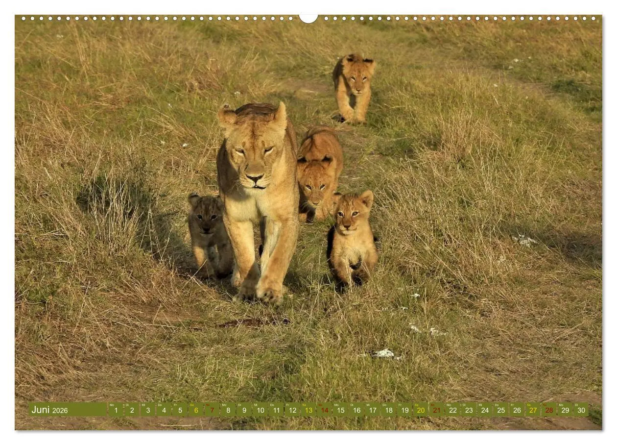 Bild: 9783457383223 | Löwen - gross und klein (hochwertiger Premium Wandkalender 2026 DIN...