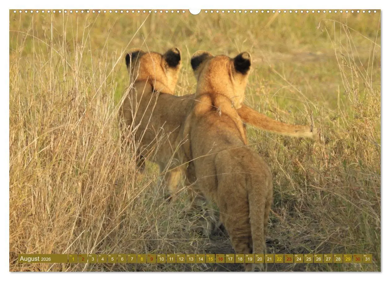 Bild: 9783457383223 | Löwen - gross und klein (hochwertiger Premium Wandkalender 2026 DIN...