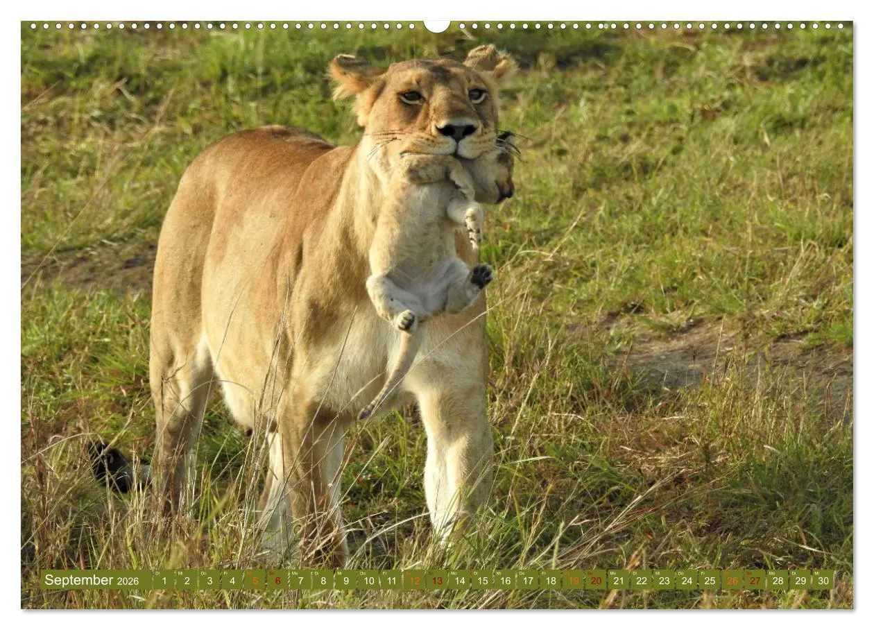 Bild: 9783457383223 | Löwen - gross und klein (hochwertiger Premium Wandkalender 2026 DIN...