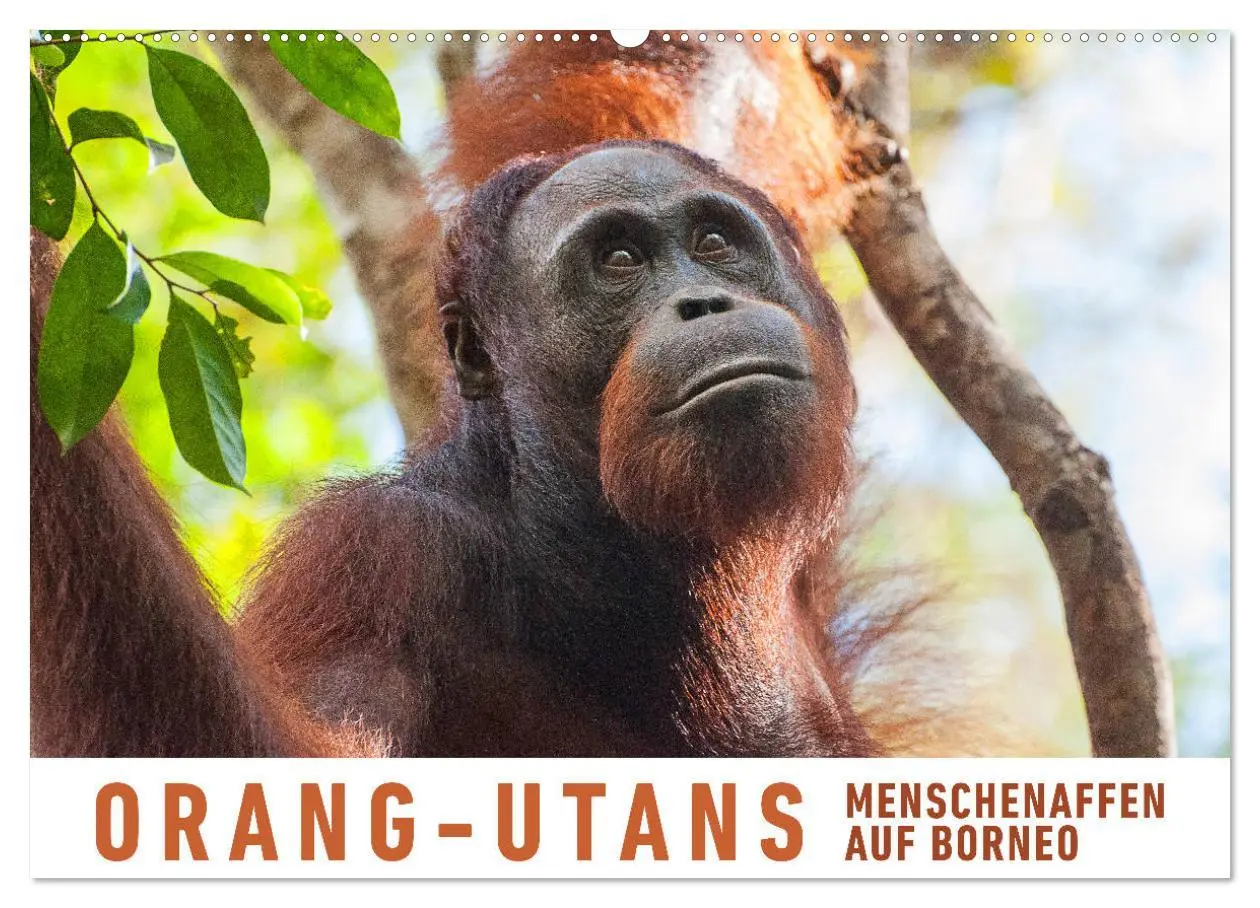 Cover: 9783457833223 | Orang-Utans Menschenaffen auf Borneo (Wandkalender 2026 DIN A2...