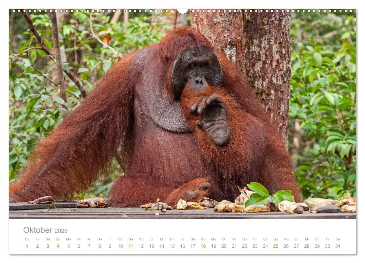 Bild: 9783457833223 | Orang-Utans Menschenaffen auf Borneo (Wandkalender 2026 DIN A2...
