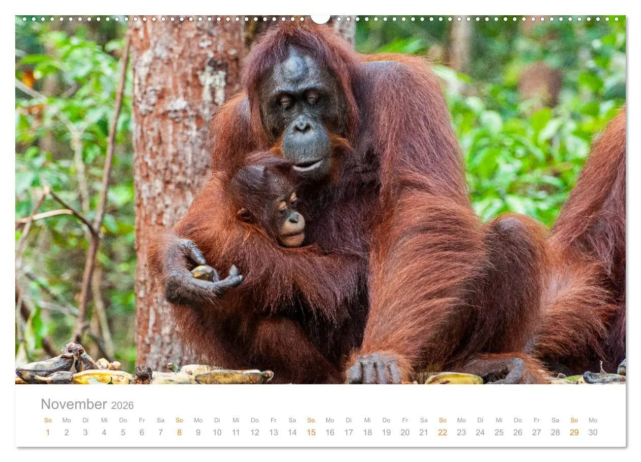 Bild: 9783457833223 | Orang-Utans Menschenaffen auf Borneo (Wandkalender 2026 DIN A2...