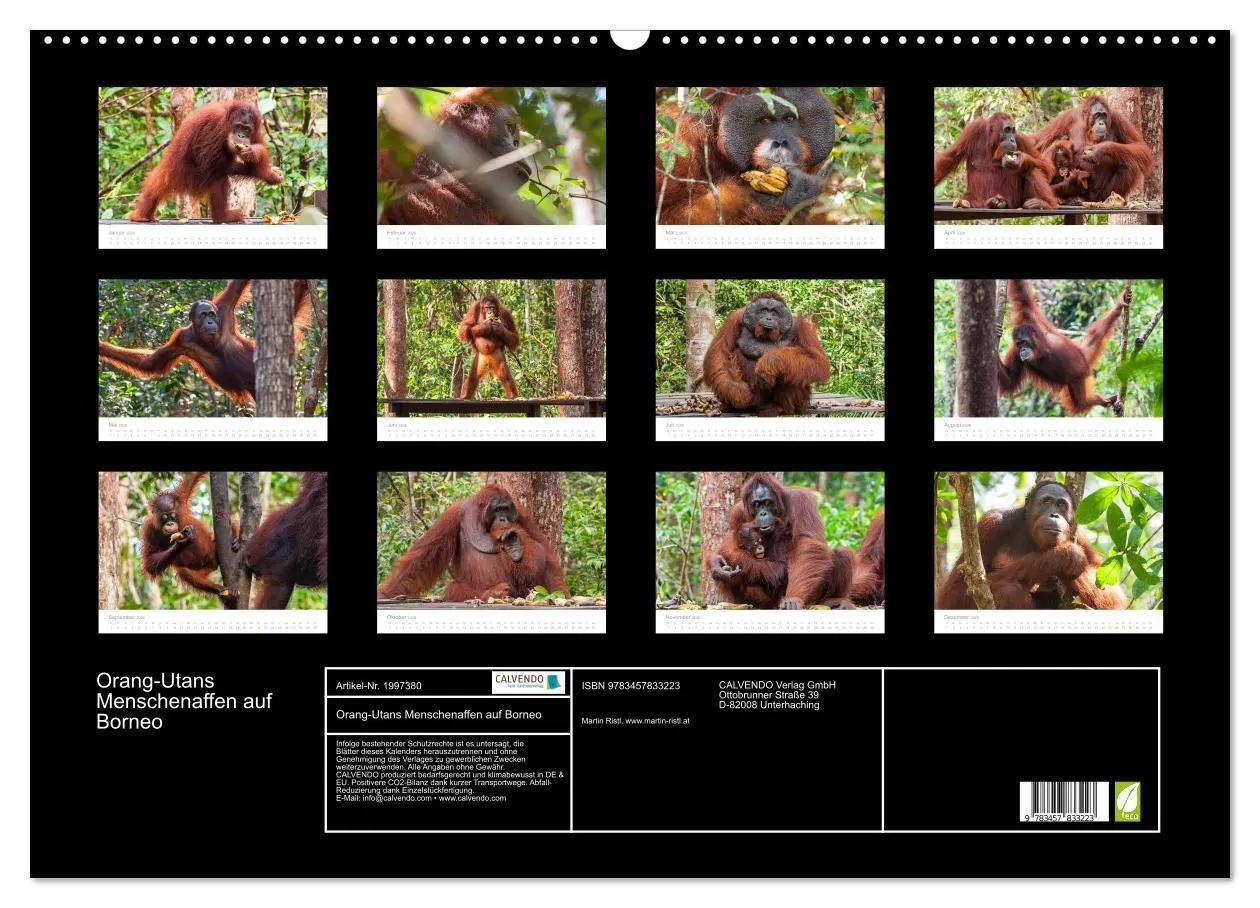 Bild: 9783457833223 | Orang-Utans Menschenaffen auf Borneo (Wandkalender 2026 DIN A2...