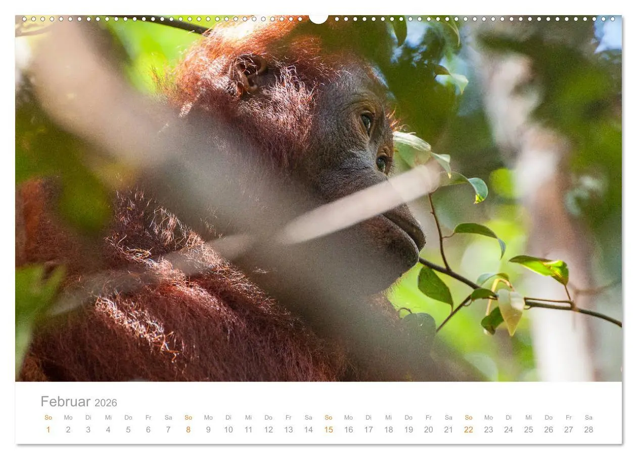 Bild: 9783457833223 | Orang-Utans Menschenaffen auf Borneo (Wandkalender 2026 DIN A2...