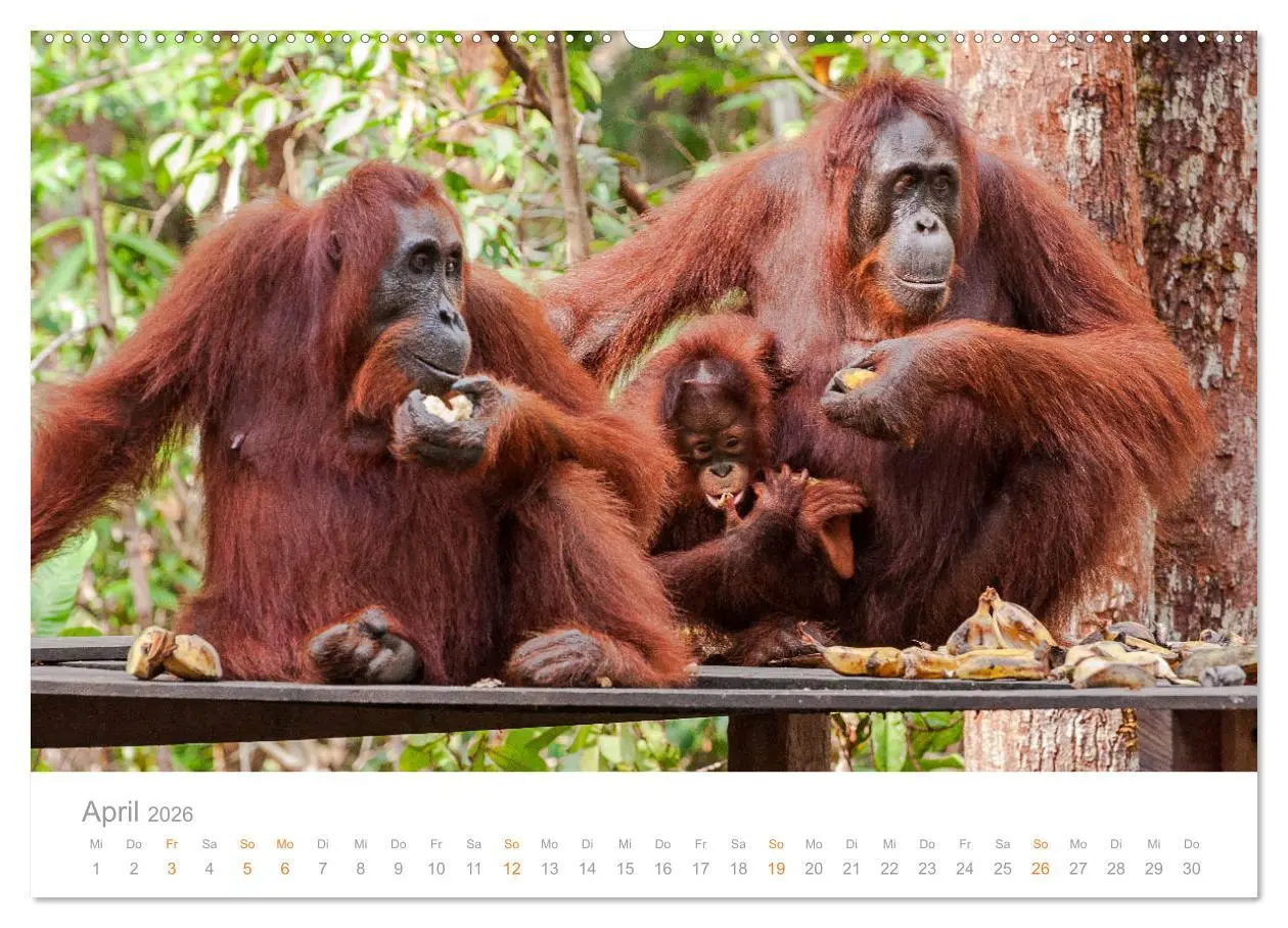 Bild: 9783457833223 | Orang-Utans Menschenaffen auf Borneo (Wandkalender 2026 DIN A2...