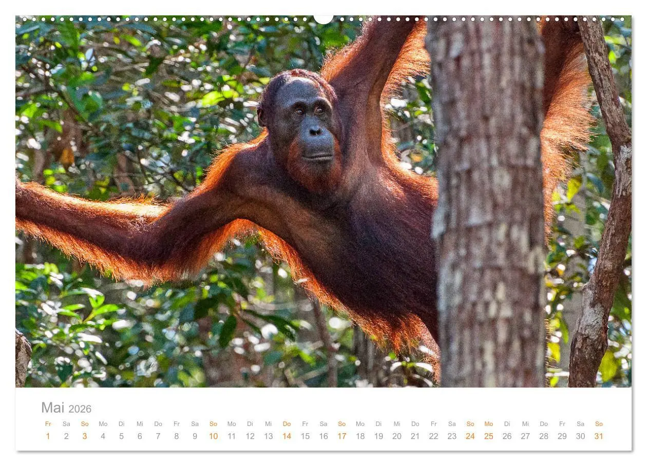 Bild: 9783457833223 | Orang-Utans Menschenaffen auf Borneo (Wandkalender 2026 DIN A2...