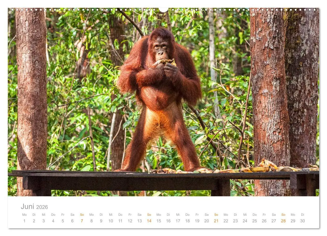 Bild: 9783457833223 | Orang-Utans Menschenaffen auf Borneo (Wandkalender 2026 DIN A2...