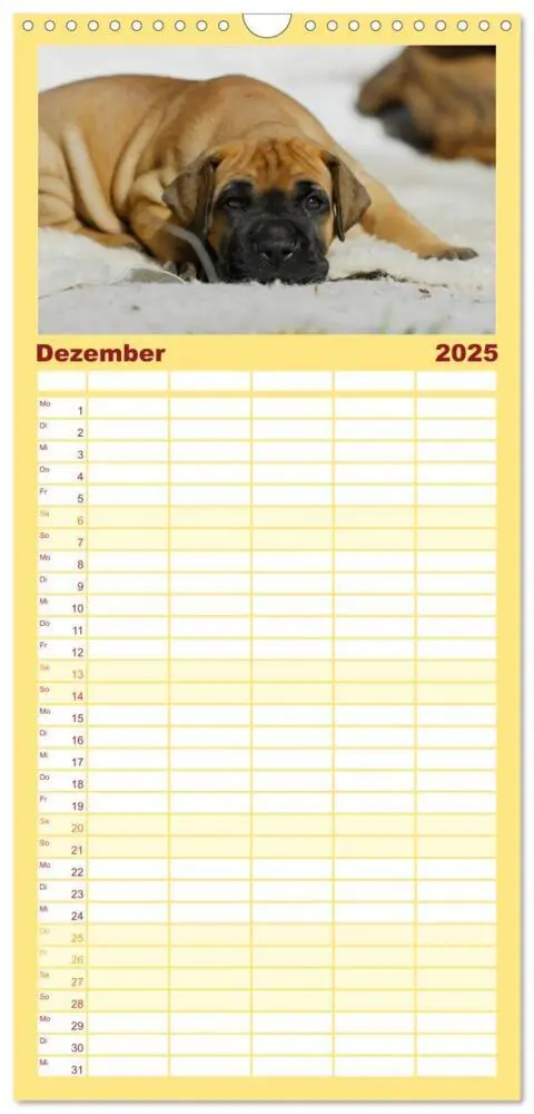 Bild: 9783457113523 | Familienplaner 2025 - Deutsche Dogge mit 5 Spalten (Wandkalender,...