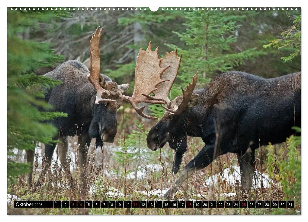 Bild: 9783516063523 | ELCHE In den nördlichen Wäldern (hochwertiger Premium Wandkalender...