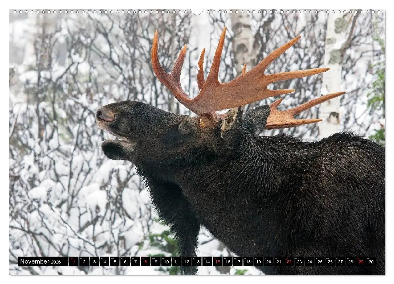 Bild: 9783516063523 | ELCHE In den nördlichen Wäldern (hochwertiger Premium Wandkalender...