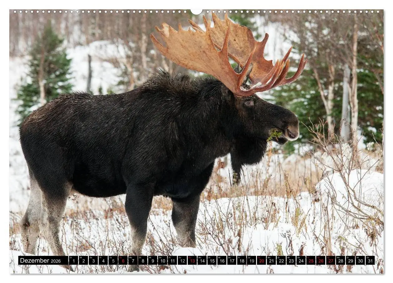 Bild: 9783516063523 | ELCHE In den nördlichen Wäldern (hochwertiger Premium Wandkalender...