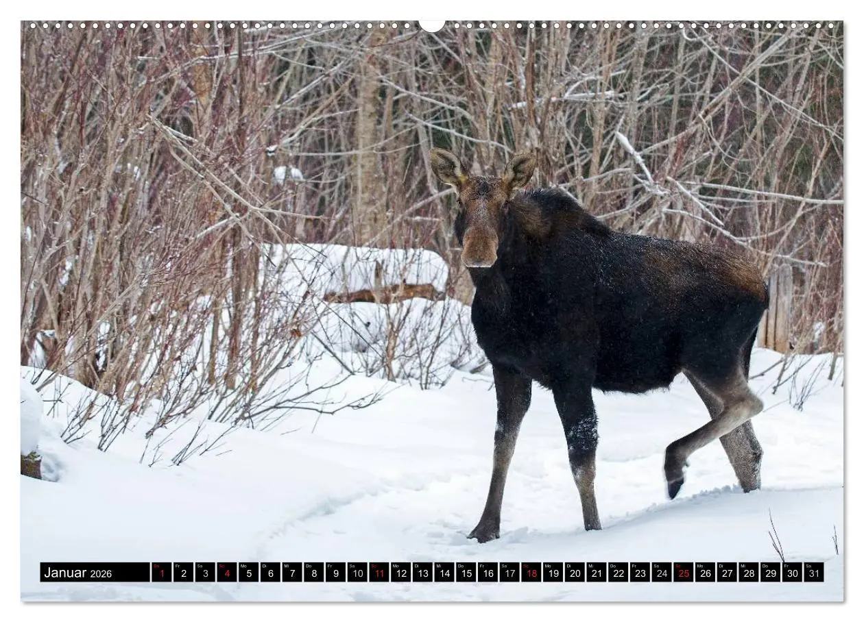 Bild: 9783516063523 | ELCHE In den nördlichen Wäldern (hochwertiger Premium Wandkalender...