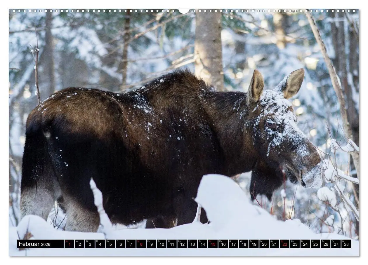 Bild: 9783516063523 | ELCHE In den nördlichen Wäldern (hochwertiger Premium Wandkalender...