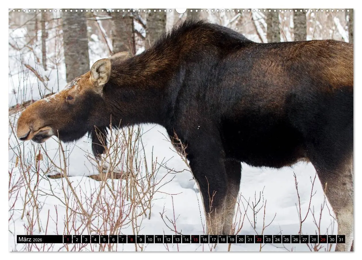 Bild: 9783516063523 | ELCHE In den nördlichen Wäldern (hochwertiger Premium Wandkalender...