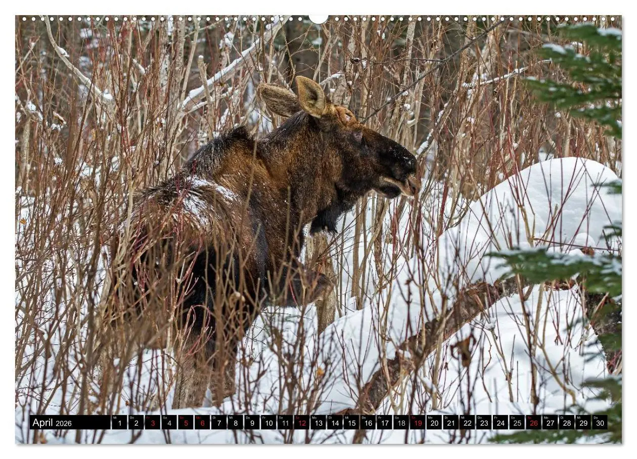 Bild: 9783516063523 | ELCHE In den nördlichen Wäldern (hochwertiger Premium Wandkalender...