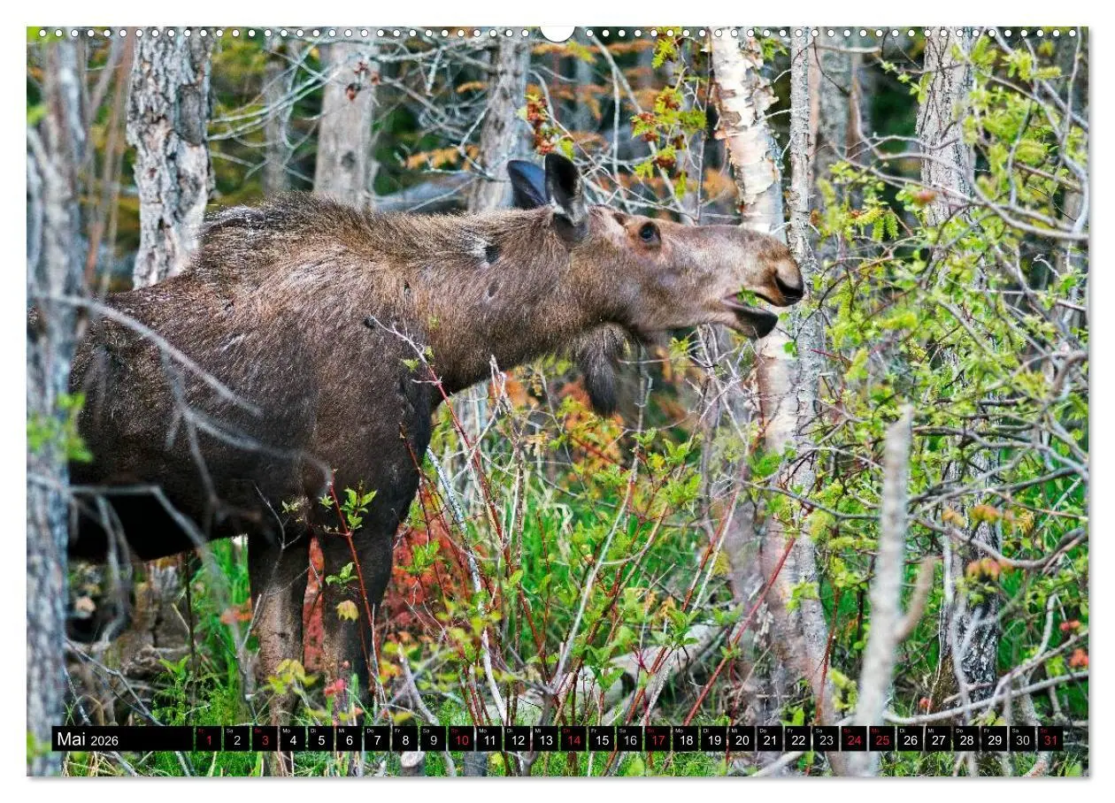Bild: 9783516063523 | ELCHE In den nördlichen Wäldern (hochwertiger Premium Wandkalender...