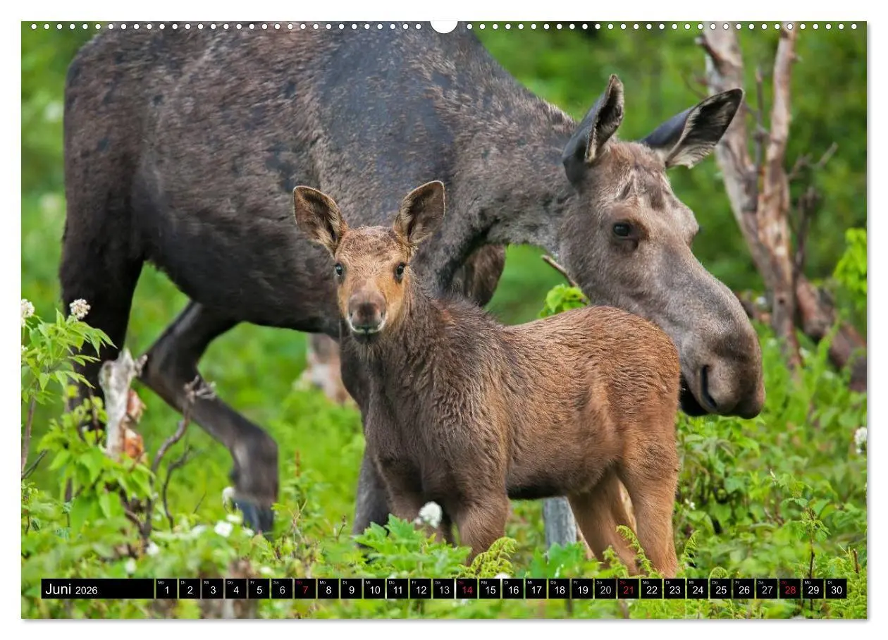 Bild: 9783516063523 | ELCHE In den nördlichen Wäldern (hochwertiger Premium Wandkalender...