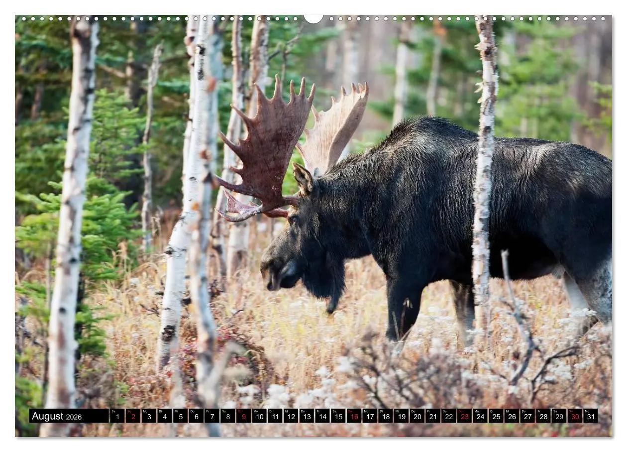 Bild: 9783516063523 | ELCHE In den nördlichen Wäldern (hochwertiger Premium Wandkalender...