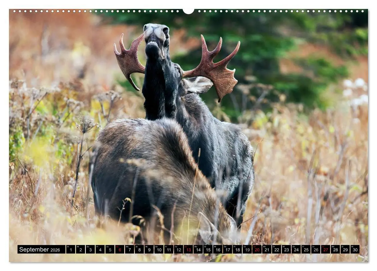 Bild: 9783516063523 | ELCHE In den nördlichen Wäldern (hochwertiger Premium Wandkalender...