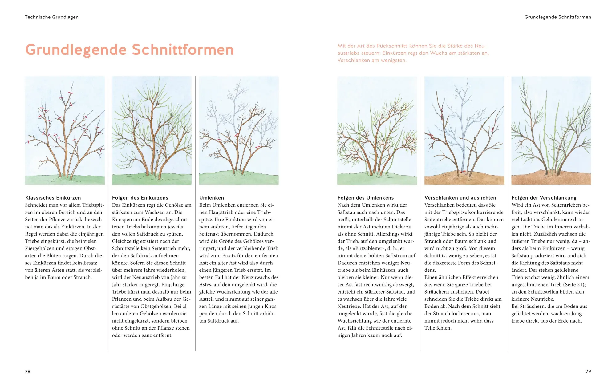 Bild: 9783833863523 | Pflanzenschnitt | So einfach geht's | Hansjörg Haas | Buch | 168 S.