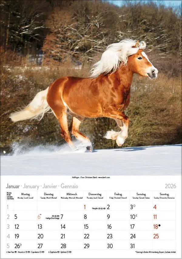 Bild: 9783731883623 | Pferde 2026 | Verlag Korsch | Kalender | Spiralbindung | 13 S. | 2026
